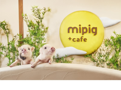 mipig cafe 京都店