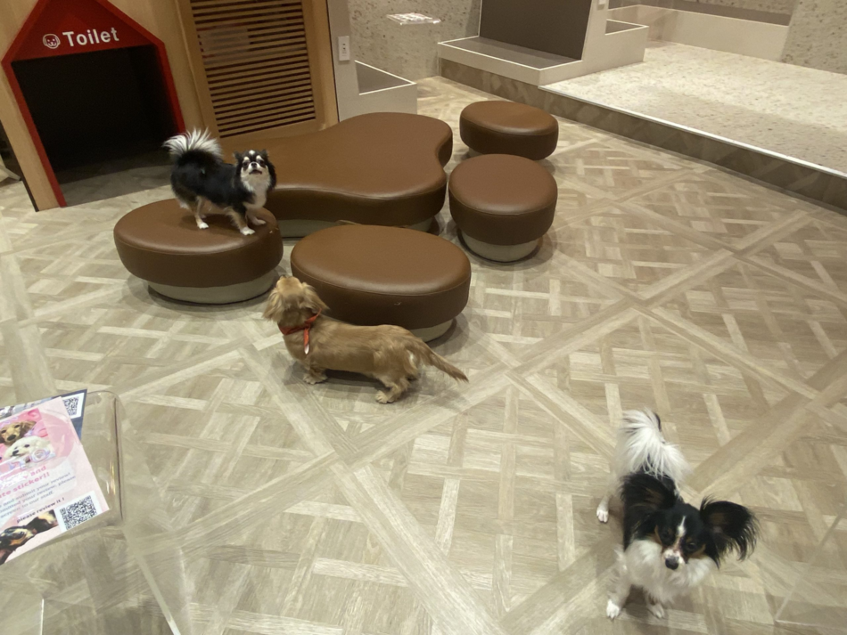 犬カフェRio京都店